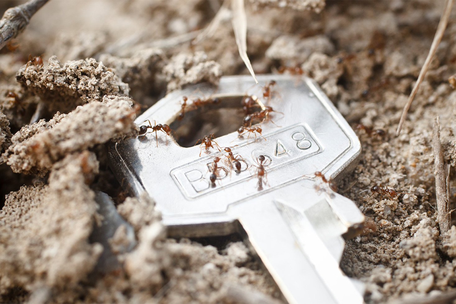 Fire ants intercepted in Toowoomba - feature photo