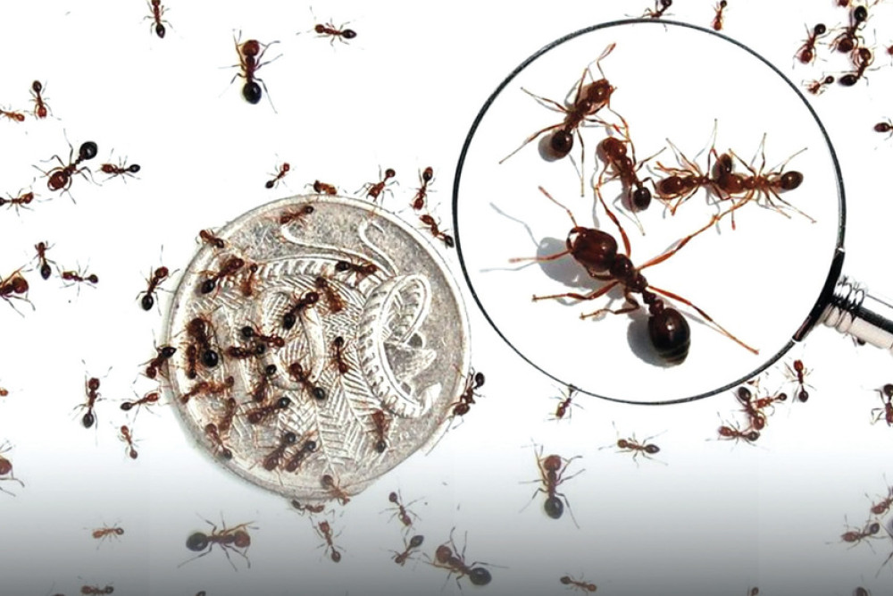 Keep alert for fire ants: wanted dead, not alive - feature photo