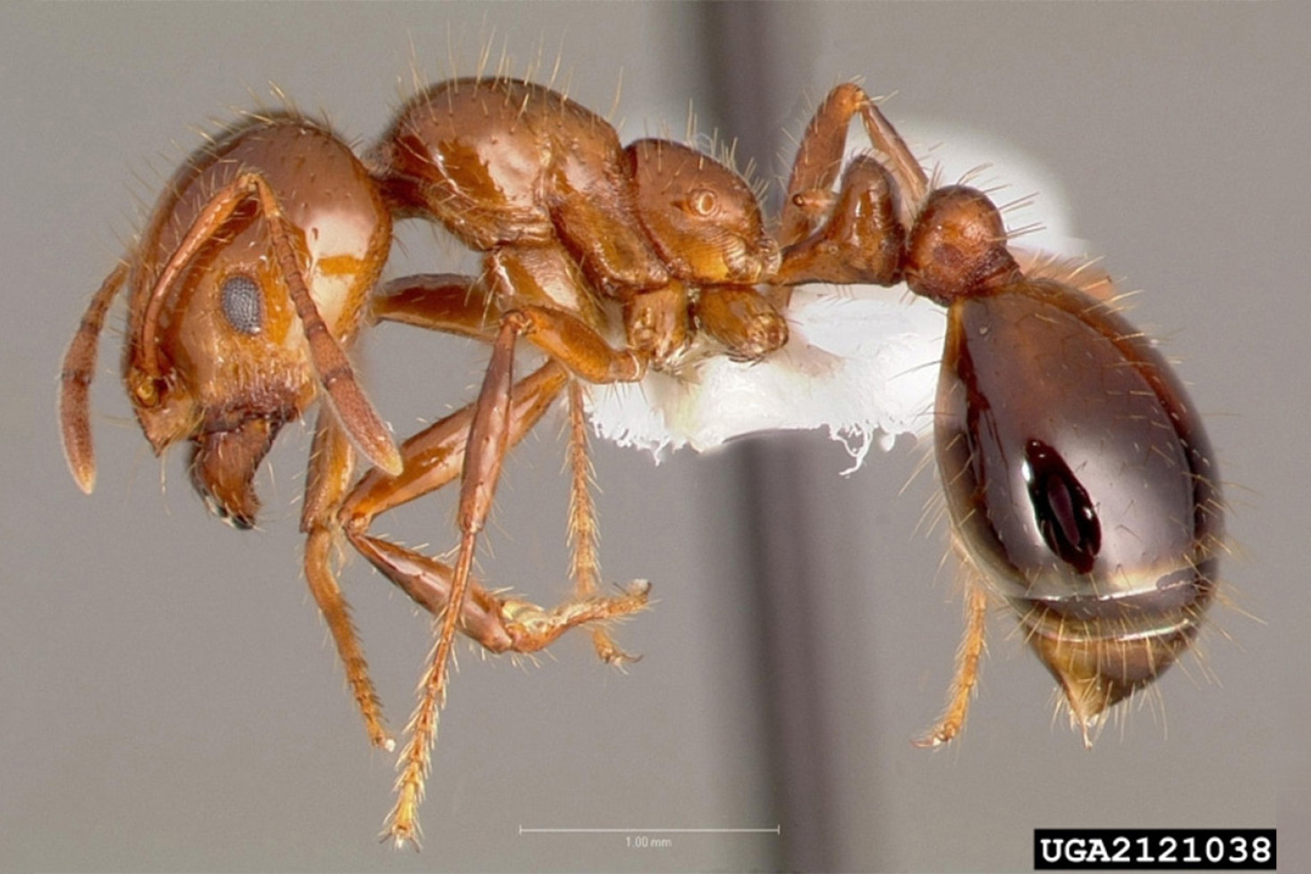 Fire ants are small, copper-coloured and swarm aggressively when provoked.