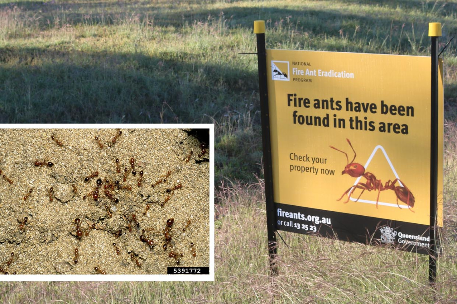These fire ant warning signs have been placed throughout town. INSET: Fire ants - photo, Barry Rice