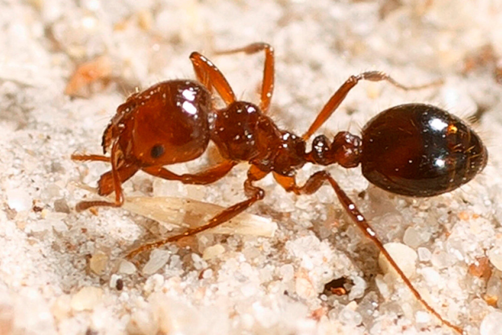 Senate to shine spotlight on fire ant funding failures - feature photo