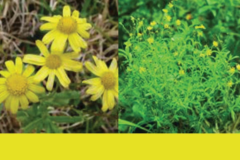 Fireweed flowers (left) and foliage (right).