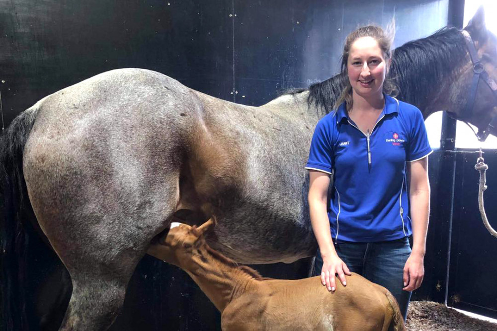 Darling Downs Vets’ Janet Ritchie with the new born foal and mare.