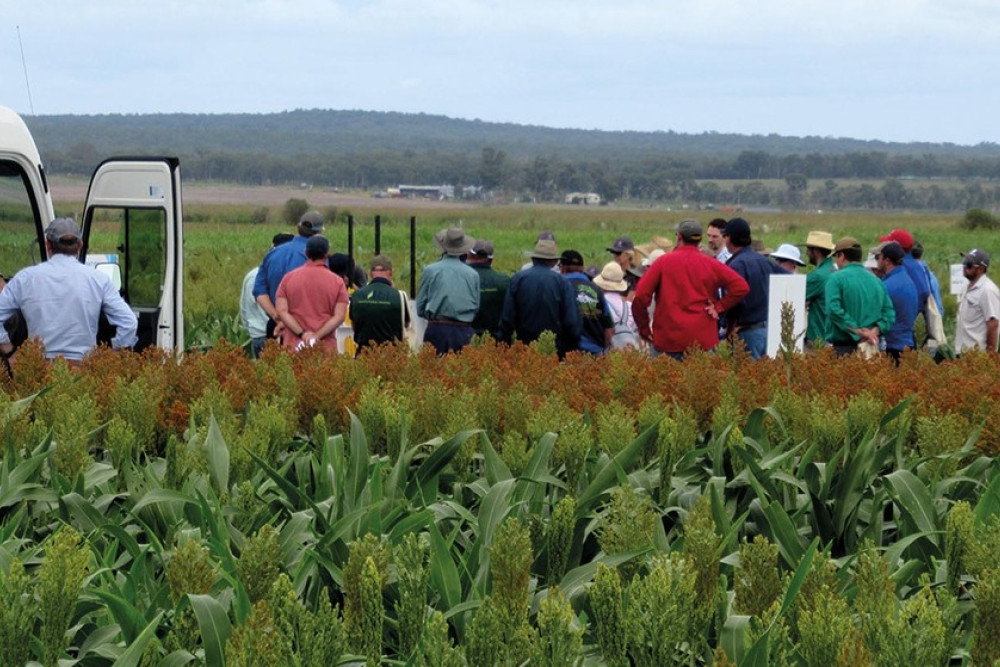 Keen Interest At Pacific Seeds Field Days - feature photo