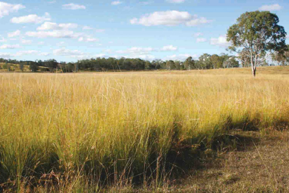 Invasive weed giant rats tail grass is a common problem for landholders in the Toowoomba Region.