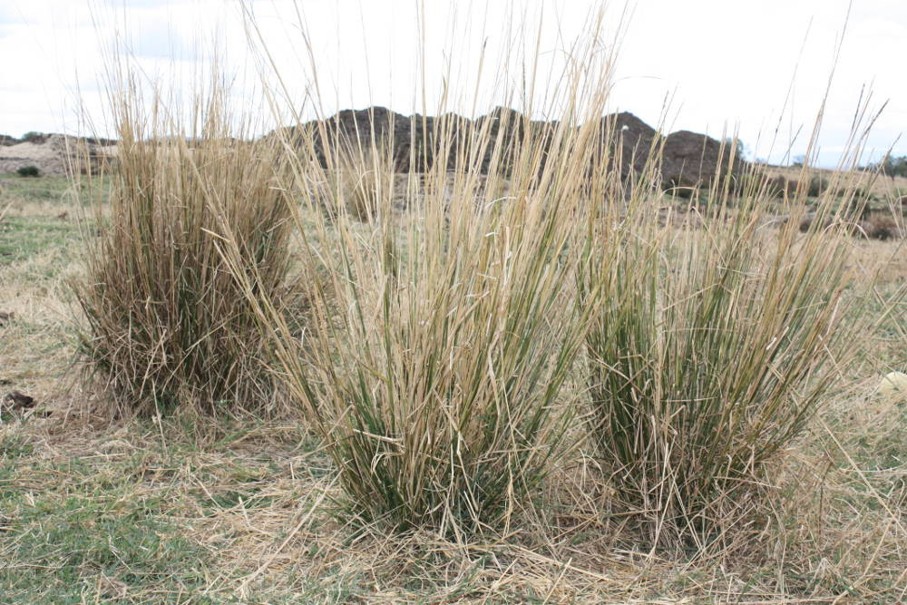 Giant rat’s tail grass is one weed of concern for Council. Native to Africa, this aggressive grass can reduce pasture productivity and significantly degrade natural areas.