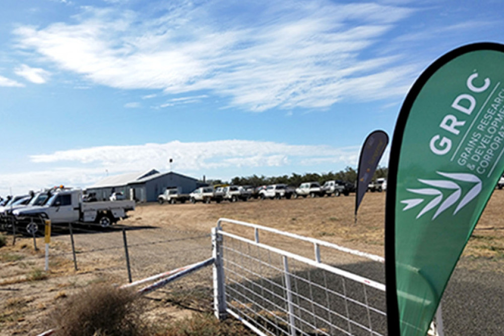 GRDC is preparing to present the latest in grains research at the northern Grains Research Updates. All growers are welcome to attend. Photo ICAN Rural