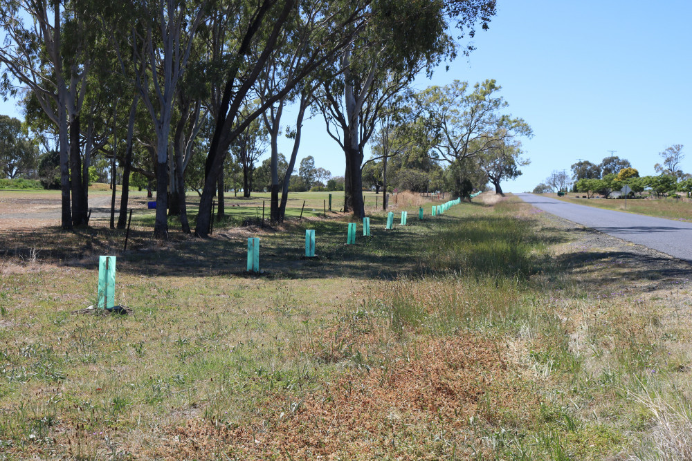 The Pittsworth District Landcare Association will receive funding to go towards its Urban Greenbelt Project. This will including planting 500 more Eucalyptus trees along Boundary Road to provide a habitat and food for Koalas.