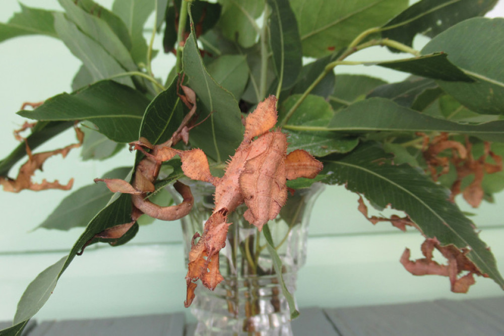 Here are the spiny leaf insects (or Phasmids) that need to crunch on the Cadaghi Gum Leaves. These stick insects are about 3 months old and will only live for another 5 months.