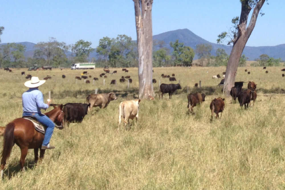 Wagyu cattle on a Hamblin family property.