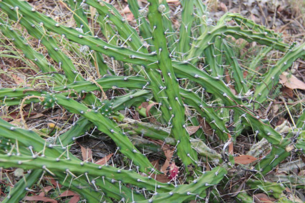 A Harrisia cactus plant form without fruit. Photo, Queensland Government