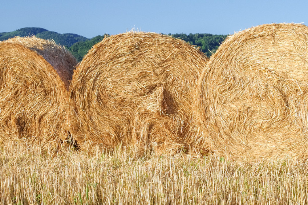 Call for hay to feed flood affected stock - feature photo