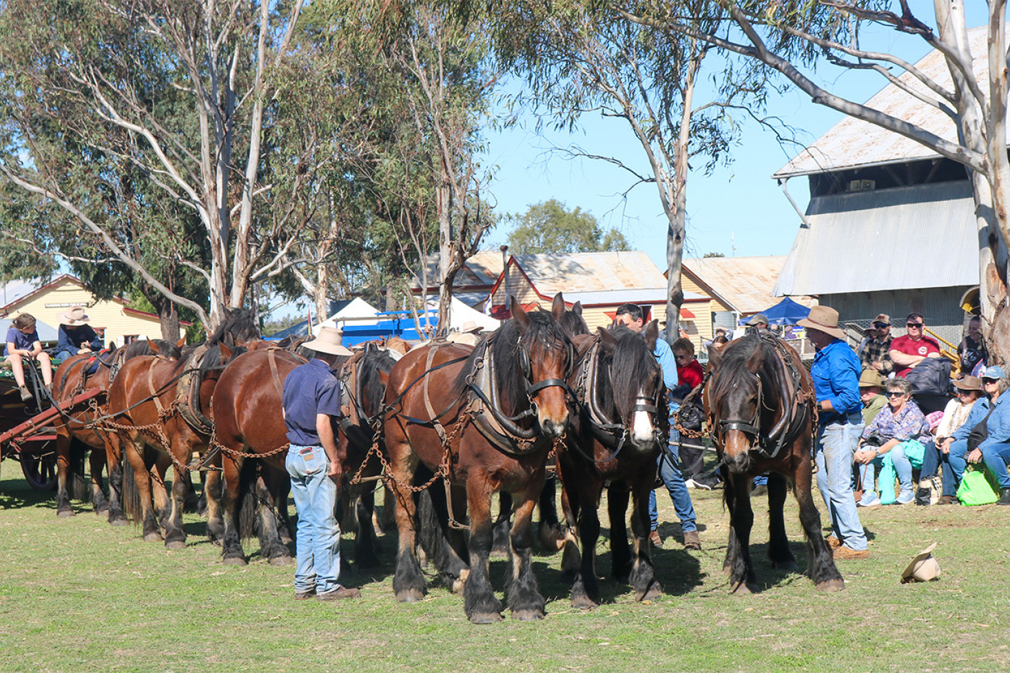 This 11 Australian draft-horse team was the major attraction of the event.