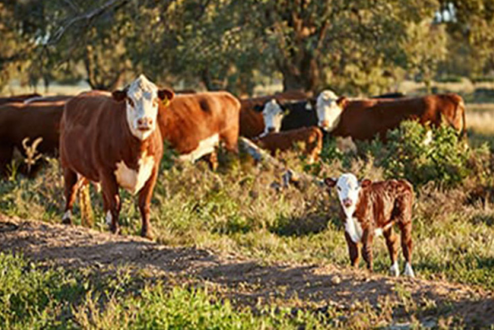 MLA Sees Positives Ahead for Herd Rebuild - feature photo