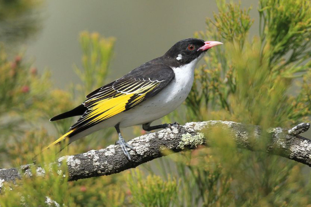 ABOVE: A Jondaryan painted honey-eater, a favourite amongst local birdwatchers.