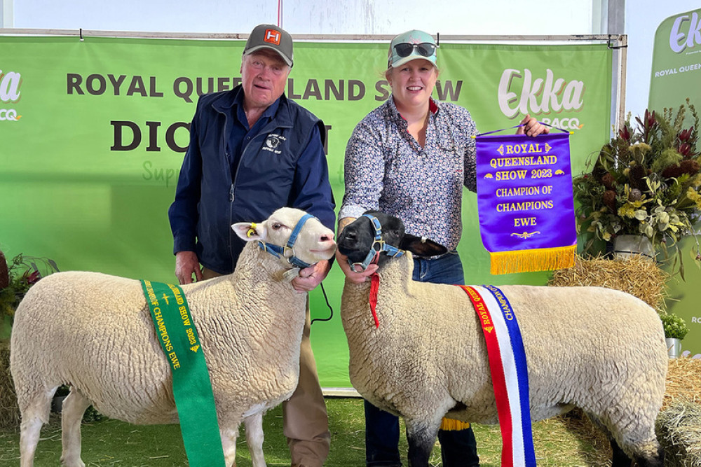Josh Milton (and helper) with his Reserve and Champion of Champions winning Suffolk Ewes.