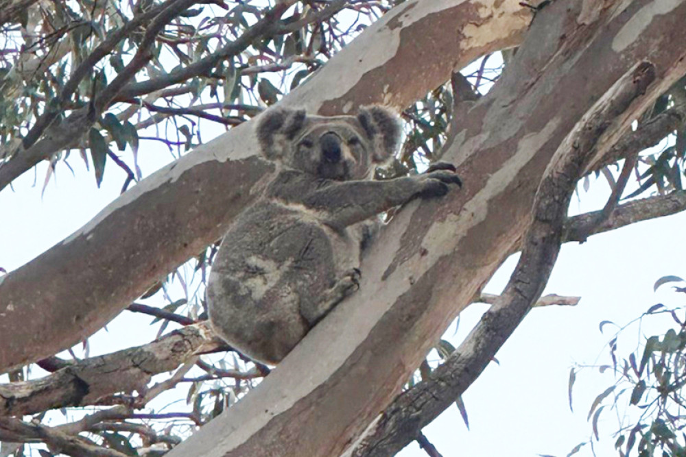 A koala registered on the QWildlife app, spotted near Westbrook Wellcamp Road.