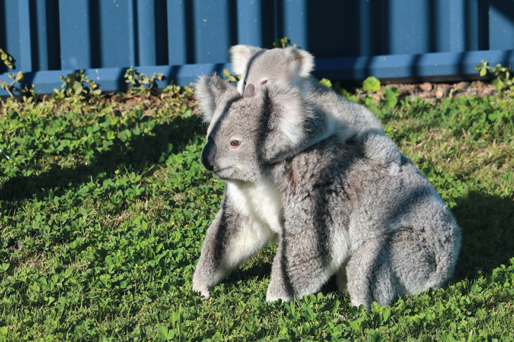 Although existing mapping does not show much koala activity around Clifton, the sighting of this parent and child in town in August may indicate new mapping will show new results.