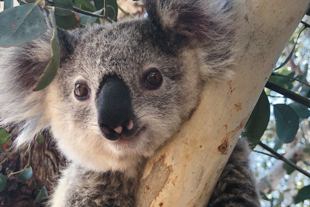 Counting on us... a young koala spotted at Irongate.