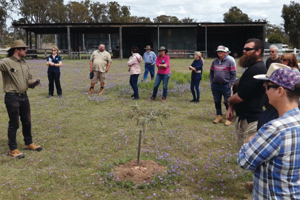 Landcare highlighting plight of koalas inland - feature photo