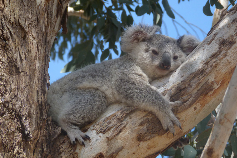 This koala was spotted chilling in a tree just outside of Pittsworth.