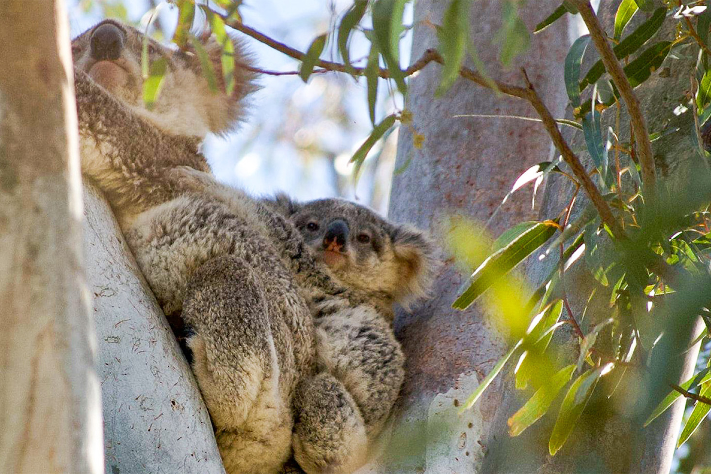 Koalas Out West family fun day - feature photo