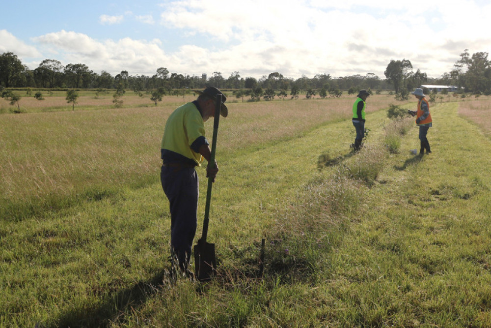 Oakey Landcare members spend a morning planting more koala habitat - feature photo