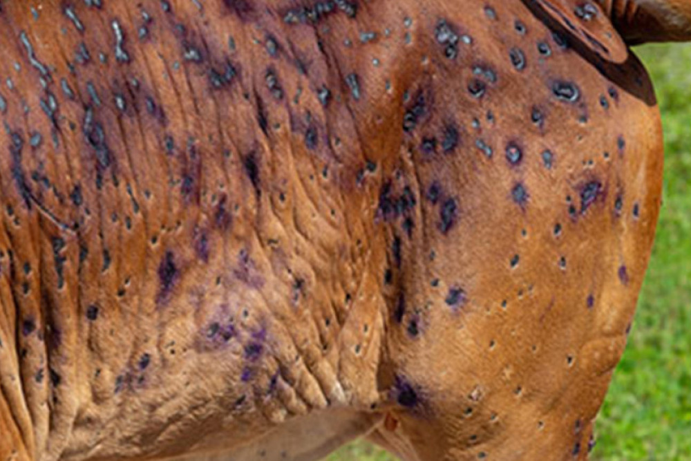 Cattle overseas affected by lumpy skin disease.