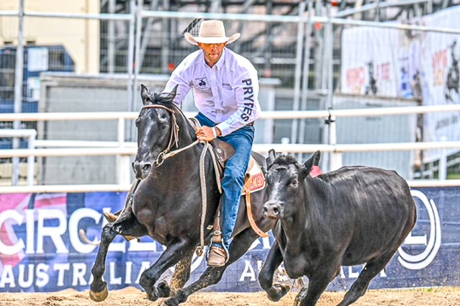 Matt Dunn is a picture of concentration riding Dane and Katie Bateman’s beautiful stallion Ivory’s Dark Knight. The photo captures horse and rider as one chasing points in the Warwick Gold Cup Campdrafting event last week.