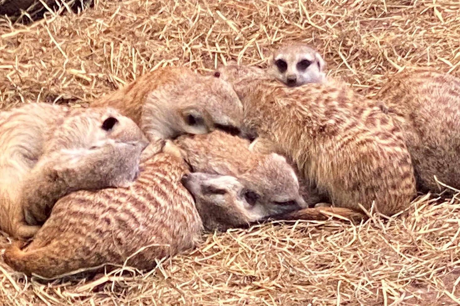 Meerkats cuddled up and cosy in the sun.