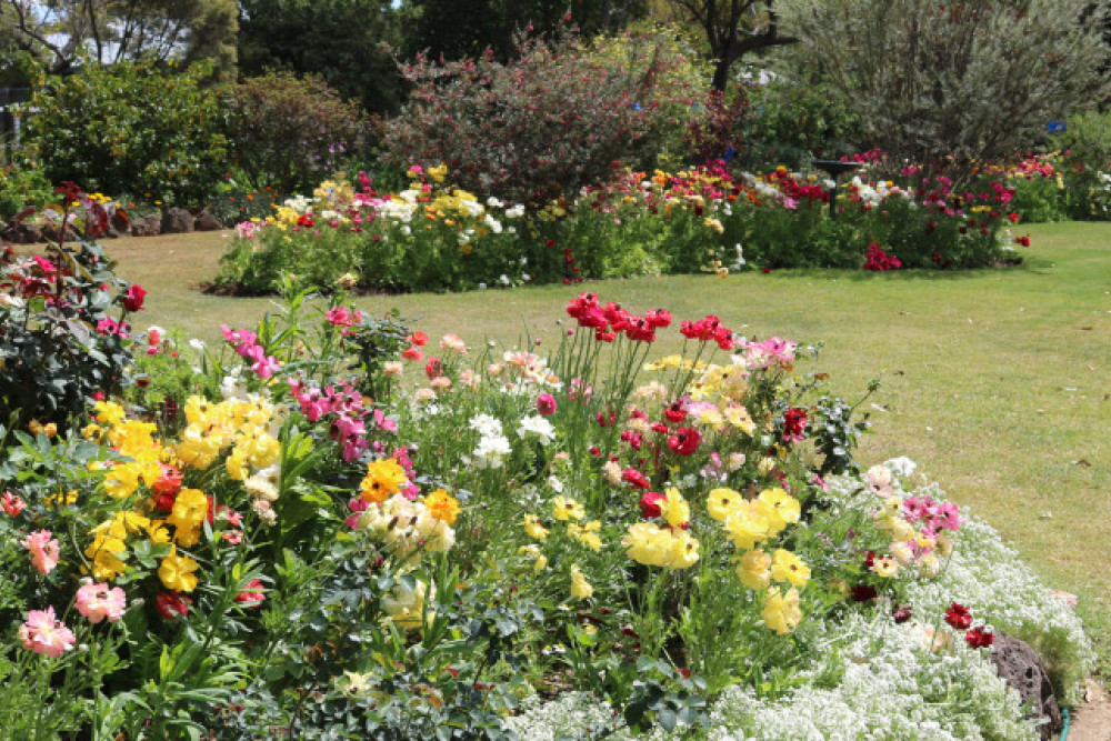 Six Pittsworth residences entered into this years Toowoomba Carnival of Flowers Garden Competition. These beautiful Ranunculus can be found in Merv and Alma Fowler's blooming gorgeous garden.