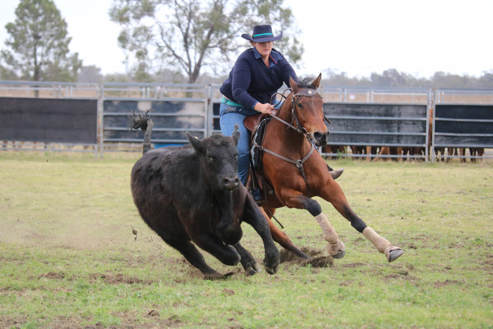 A campdraft starts out with a number of cattle in a smaller yard and the rider has to separate one beast from the others and show they can keep control of it, stopping it from getting back to the other cattle before chasing it around in a cloverleaf-like pattern.