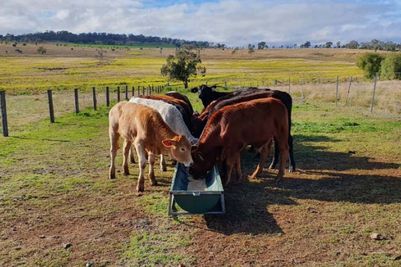 There was a mixture of Angus, Charolais, Santa Gertrudis and Droughtmaster cross in the herd that went missing last week.