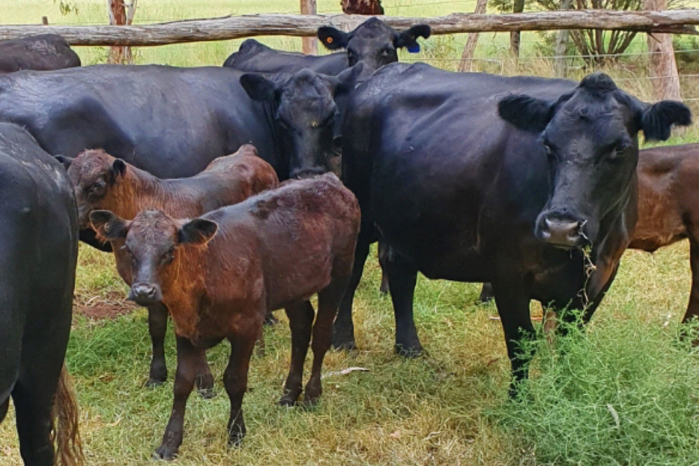 More than 70 per cent of cattle herds are affected by pestivirus.