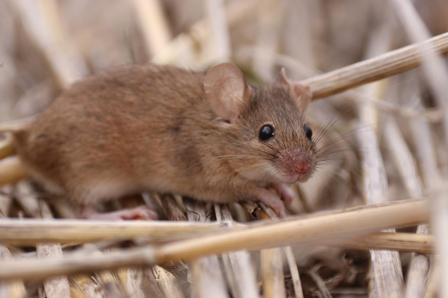 A mouse in wheat stubble. Photo, Peter Brown