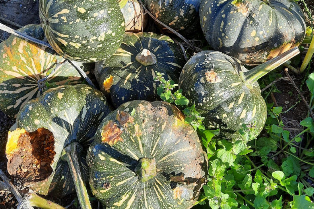 For pumpkin growers, the mouse plague has had an extremely detrimental effect on their produce.