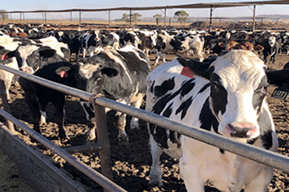 Sign up for MSA Meat Science Course - feature photo