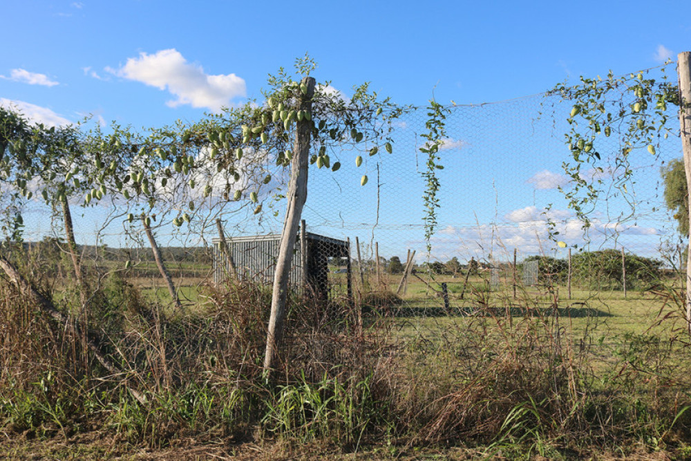 The existing tennis courts on the premises are slowly being reclaimed by nature.