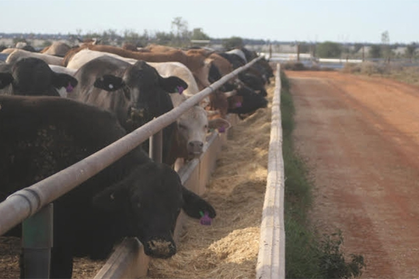 Some of the steer entries in the Moonie River Beef Challenge.