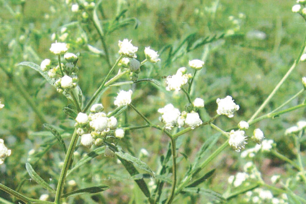 The eradication of weeds such as Parthenium could be approached differently under a new federal framework.