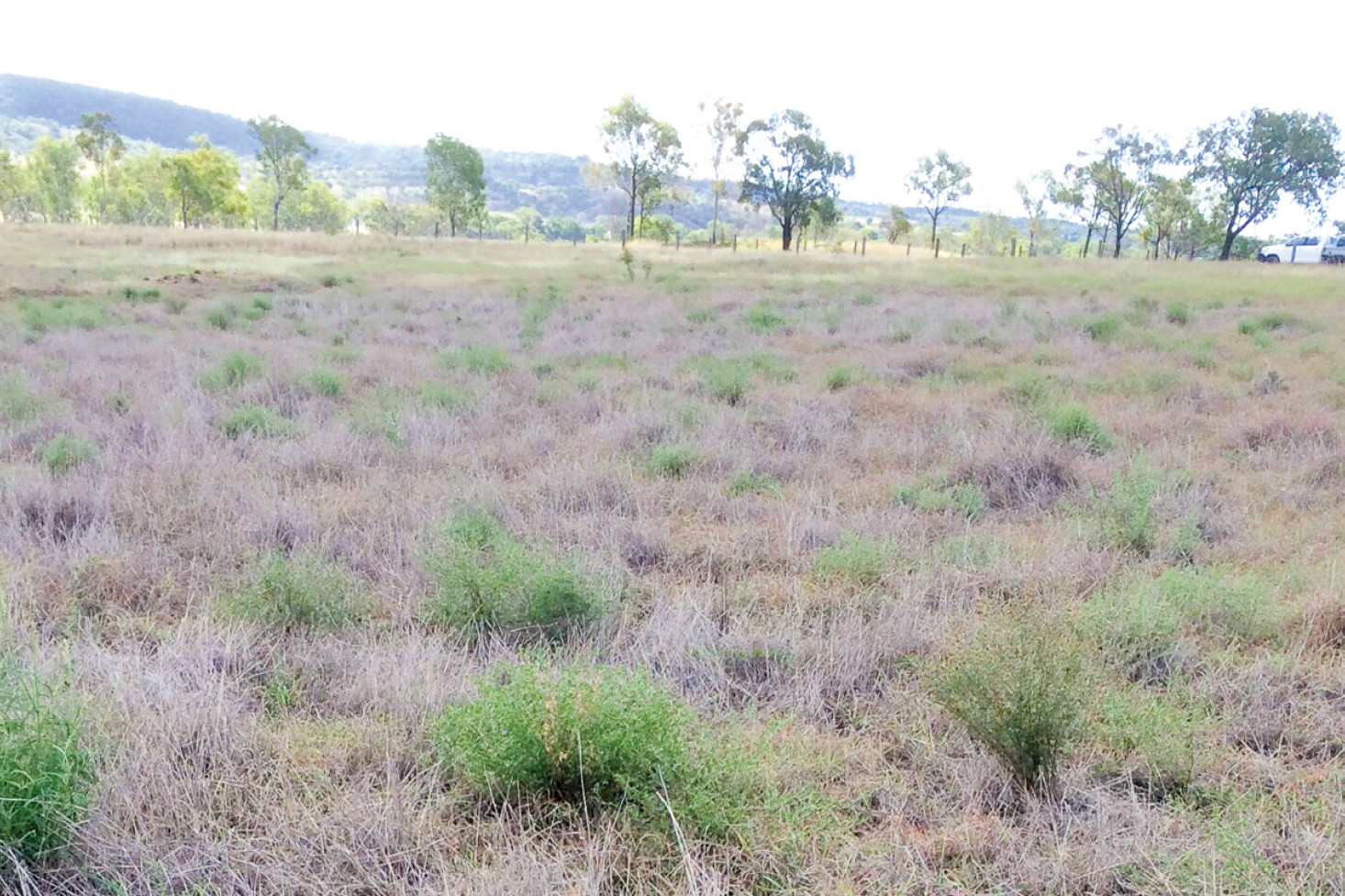 Bisset creeping bluegrass affected by pasture dieback in southern Queensland. Photo, FutureBeef