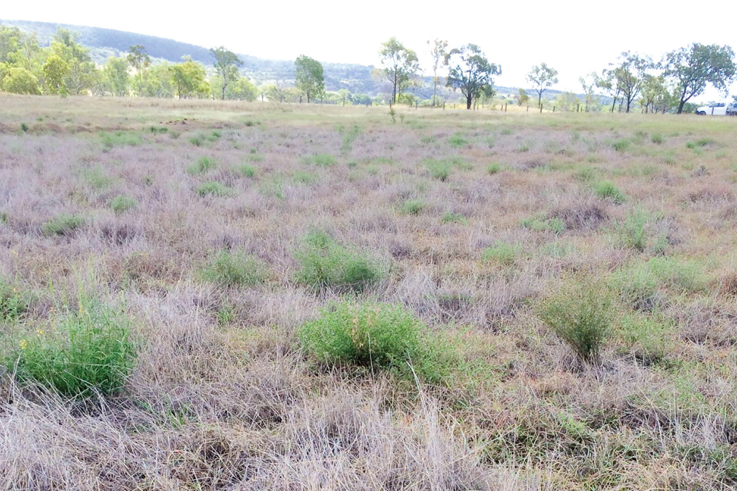 Bisset creeping bluegrass is being affected by an outbreak of pasture dieback in parts of Southern Queensland. Photo, FutureBeef