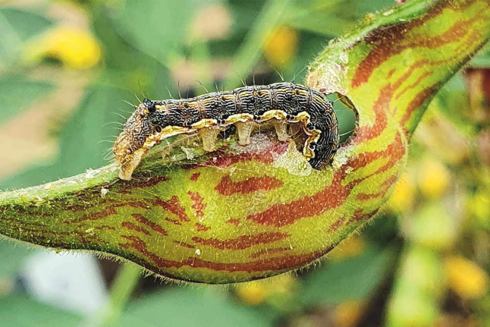 The caterpillar pest Helicoverpa armigera is known to affect pigeonpea crop.
