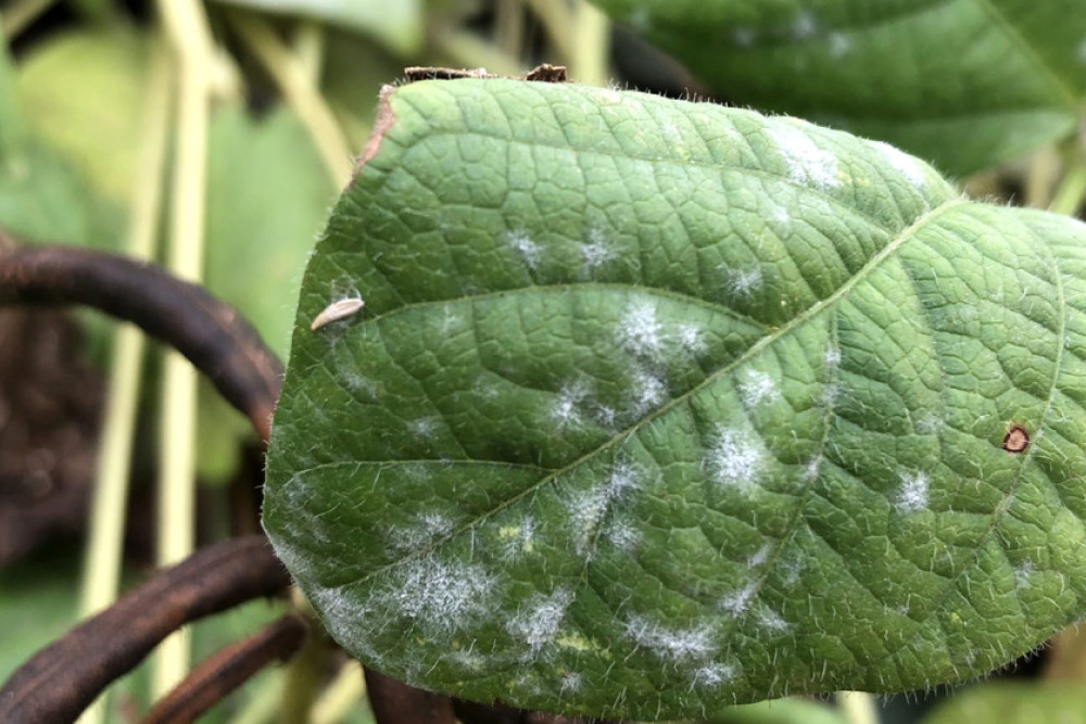 Early powdery mildew infection begins as small, white, fluffy colonies on the lower canopy of mungbean plants. Photo, Lisa Kelly