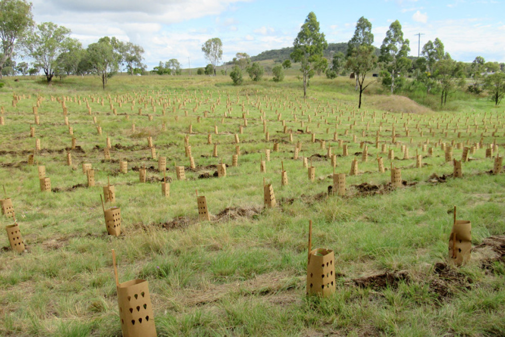 Prison Park Now Home To 1,000 Trees - feature photo