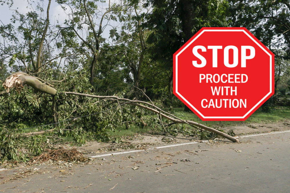 Fallen vegetation on Gatton - Clifton Road below the range - feature photo