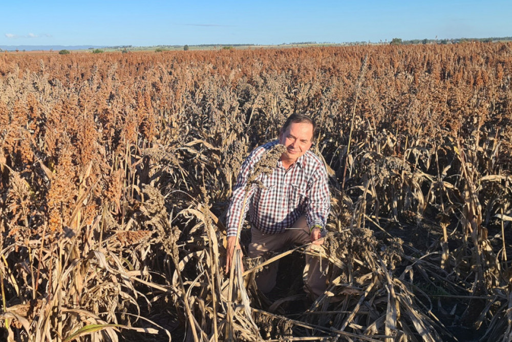 UQ researcher Professor David Jordan will lead the sorghum-focused project.