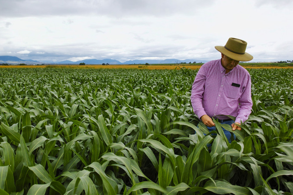 Professor David Jordan from the University of Queensland checking a sorghum crop near Warwick in 2017.