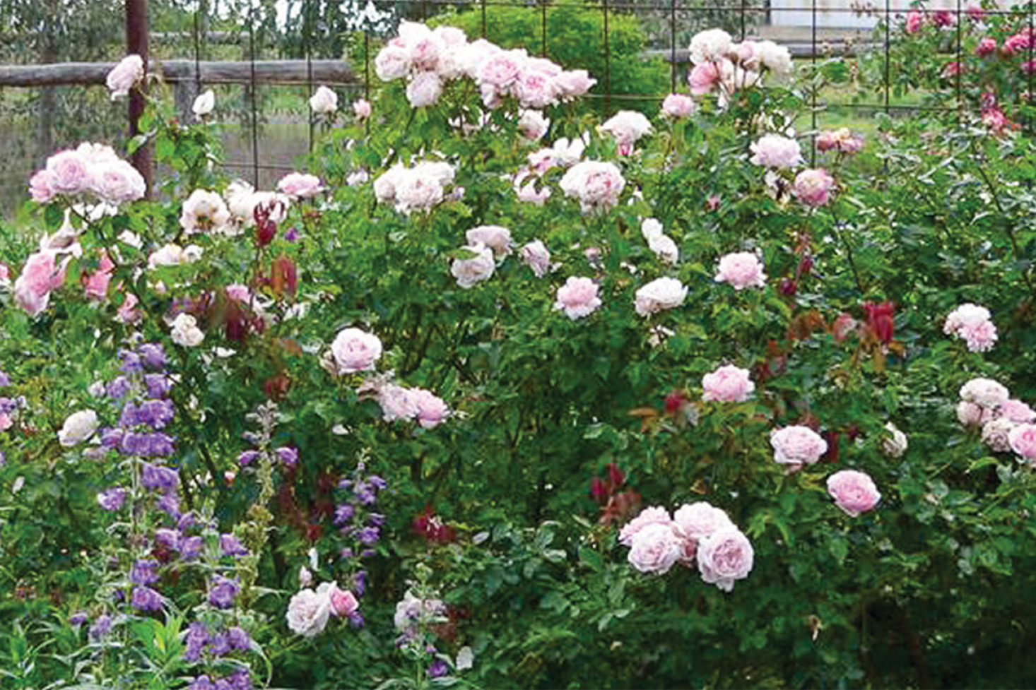 Julie Lack's rose garden at Linthorpe.