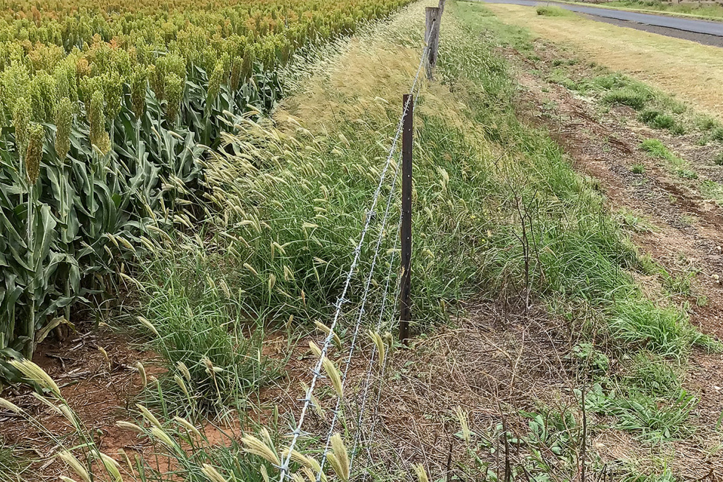 Fence line weeds bordering a crop of sorghum on the Darling Downs.